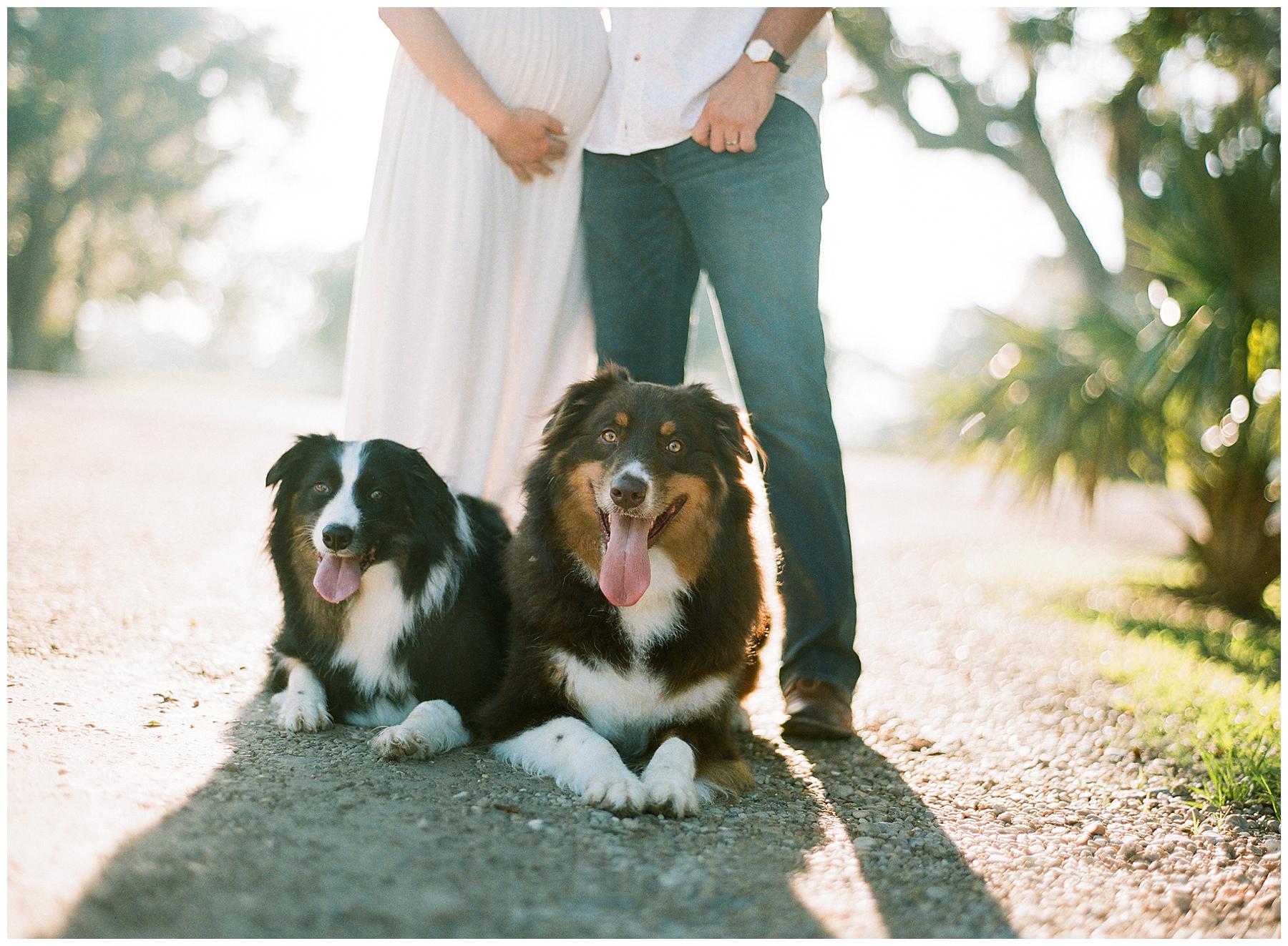 Maternity Session in Jungle Gardens New Iberia with dogs 
