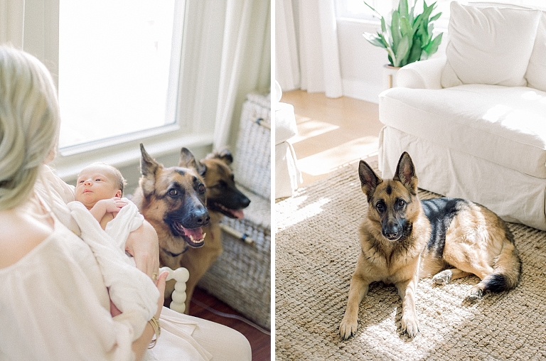 proud dog brother looks up at newborn sibling, dog portraits with baby